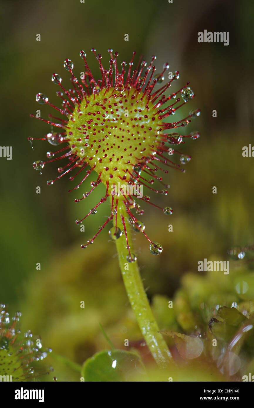 Round-dejados Sundew (Drosera rotundifolia) pelos glandulares en la hoja con el mucílago pegajoso, Italia, junio Foto de stock