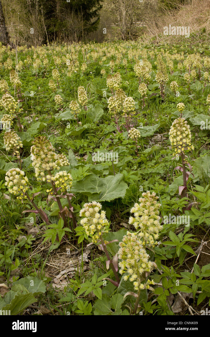 Blanco (Butterbur Petasites albus) masa de floración, las montañas de Rila, Bulgaria, mayo Foto de stock
