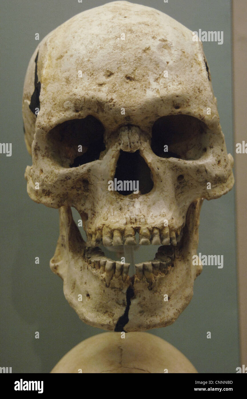 Cráneo egipcio. Museo Británico. Londres. Reino Unido. Foto de stock