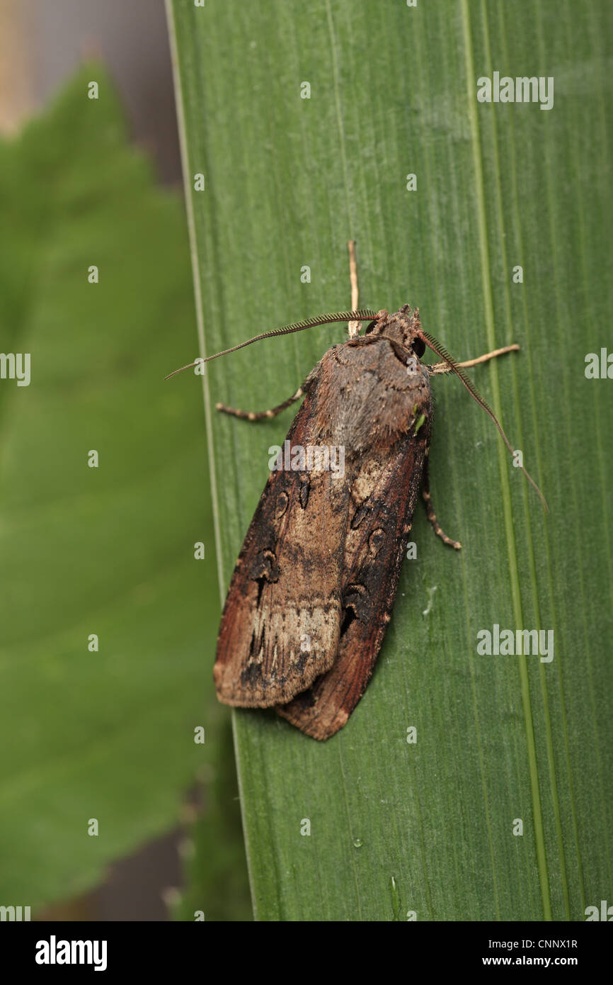 Lepidoptera: noctuidae; agrotis ipsilon fotografías e imágenes de alta  resolución - Alamy
