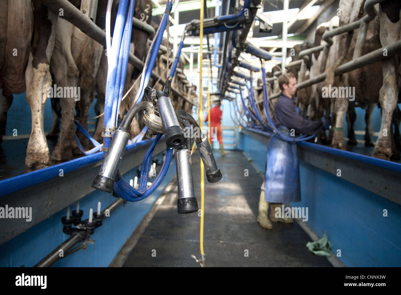 La cría de ganado lechero, unidad de clúster en el área de ordeño de vacas Holstein, Preston, Lancashire, Inglaterra, septiembre Foto de stock
