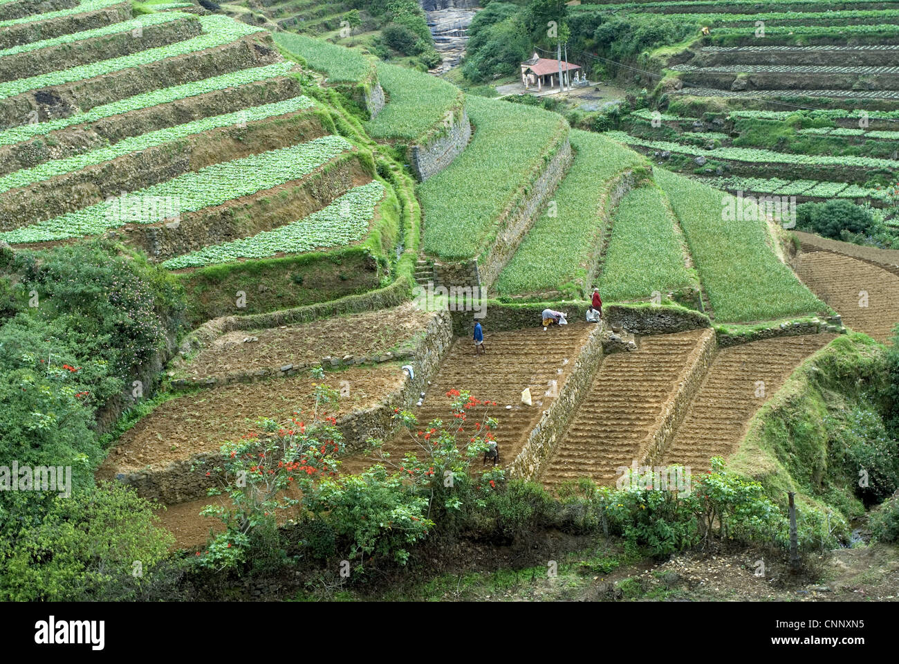 Cultivos en terraza montaña pendiente el cultivo de terrazas coliflores