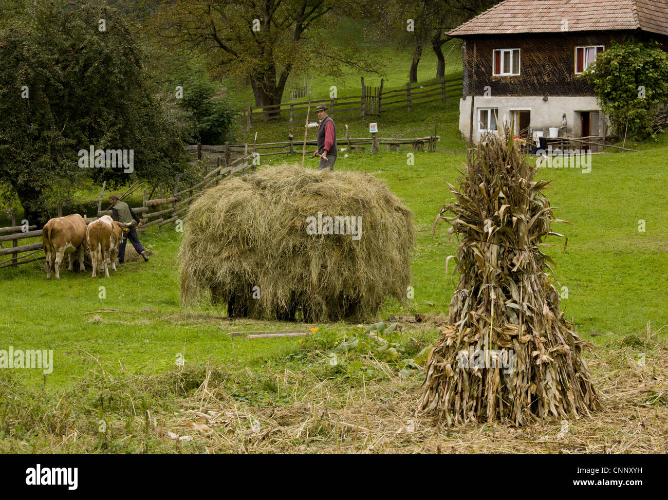 A la vieja usanza de cultivo tradicional de maíz carro de heno stooks ganado cercano Garda de sus montañas Apuseni Transilvania Rumania octubre Foto de stock