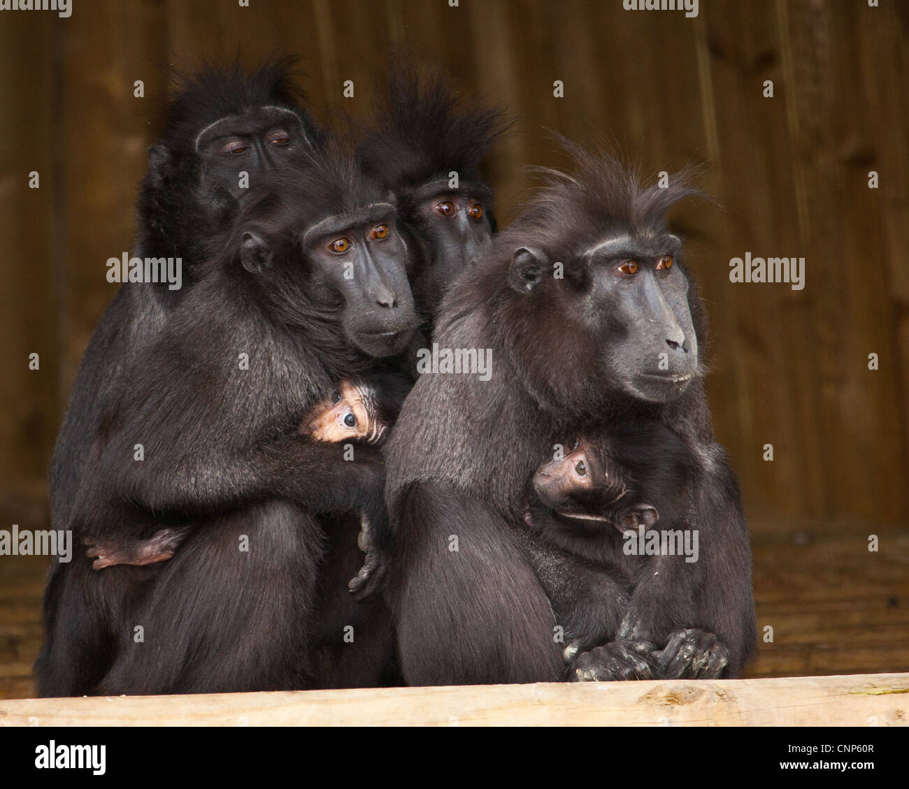 Familia de macacos Foto de stock