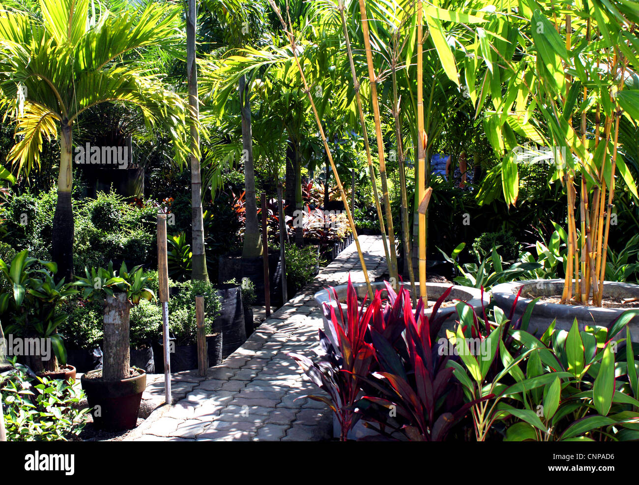 Jardín botánico privado y vivero con variedad de plantas tropicales  Fotografía de stock - Alamy