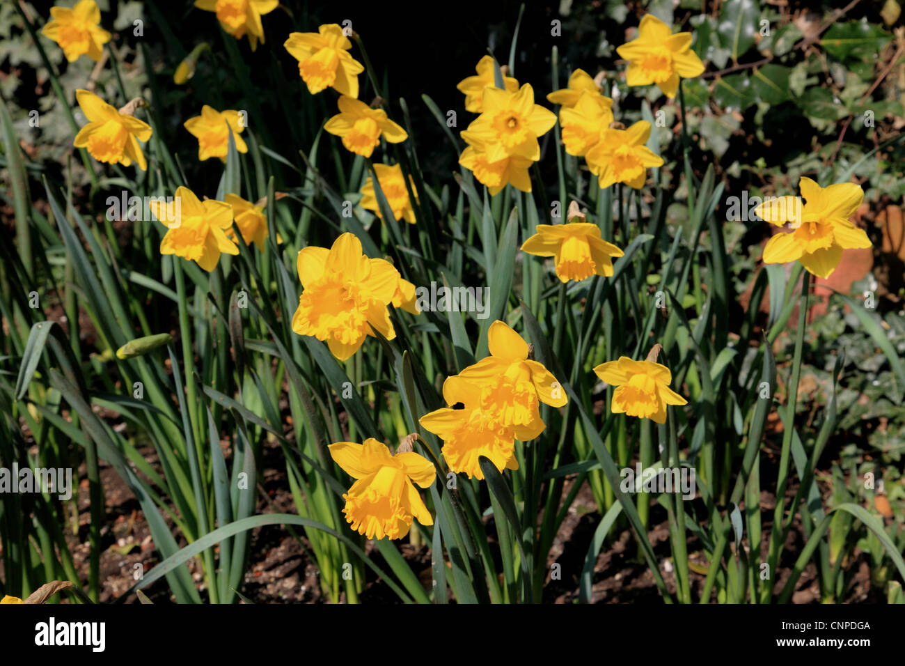 3745 Narciso flores, Kent, Inglaterra Foto de stock