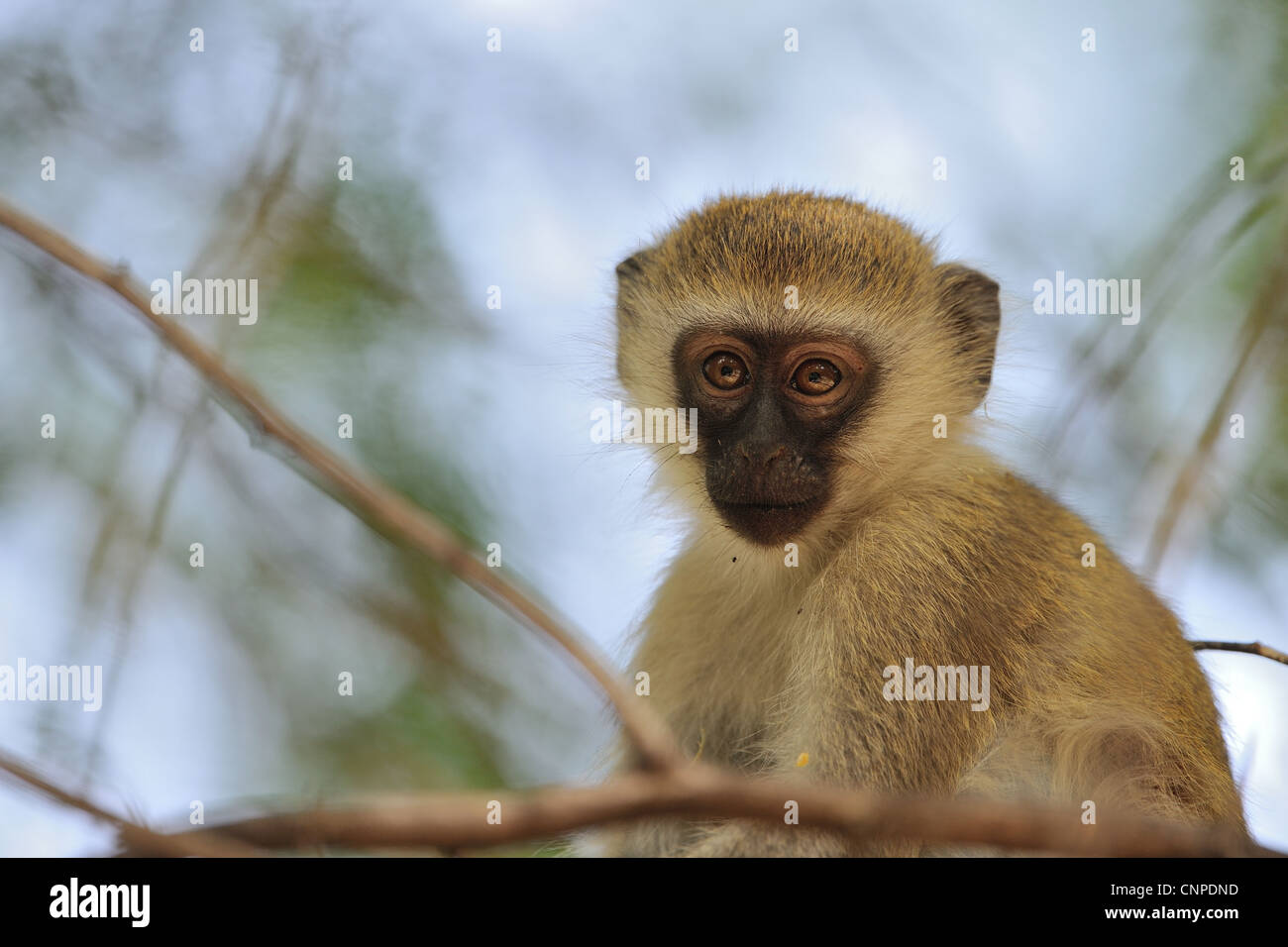 Mono verde fotografías e imágenes de alta resolución - Página 3 - Alamy