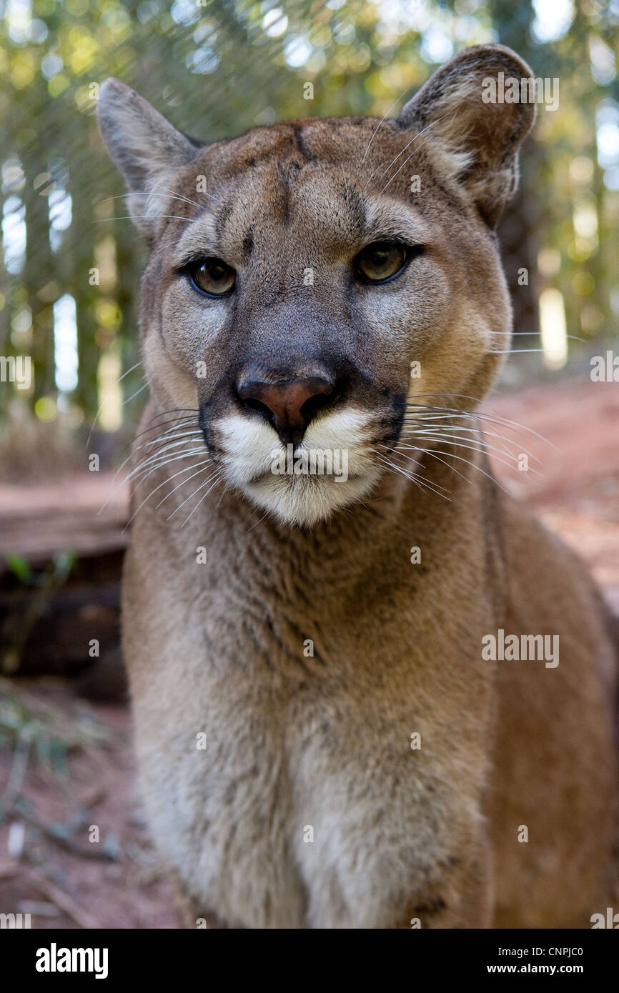 Cougar Mountain Lion blcook panther mountain cat puma Fotografía de stock -  Alamy