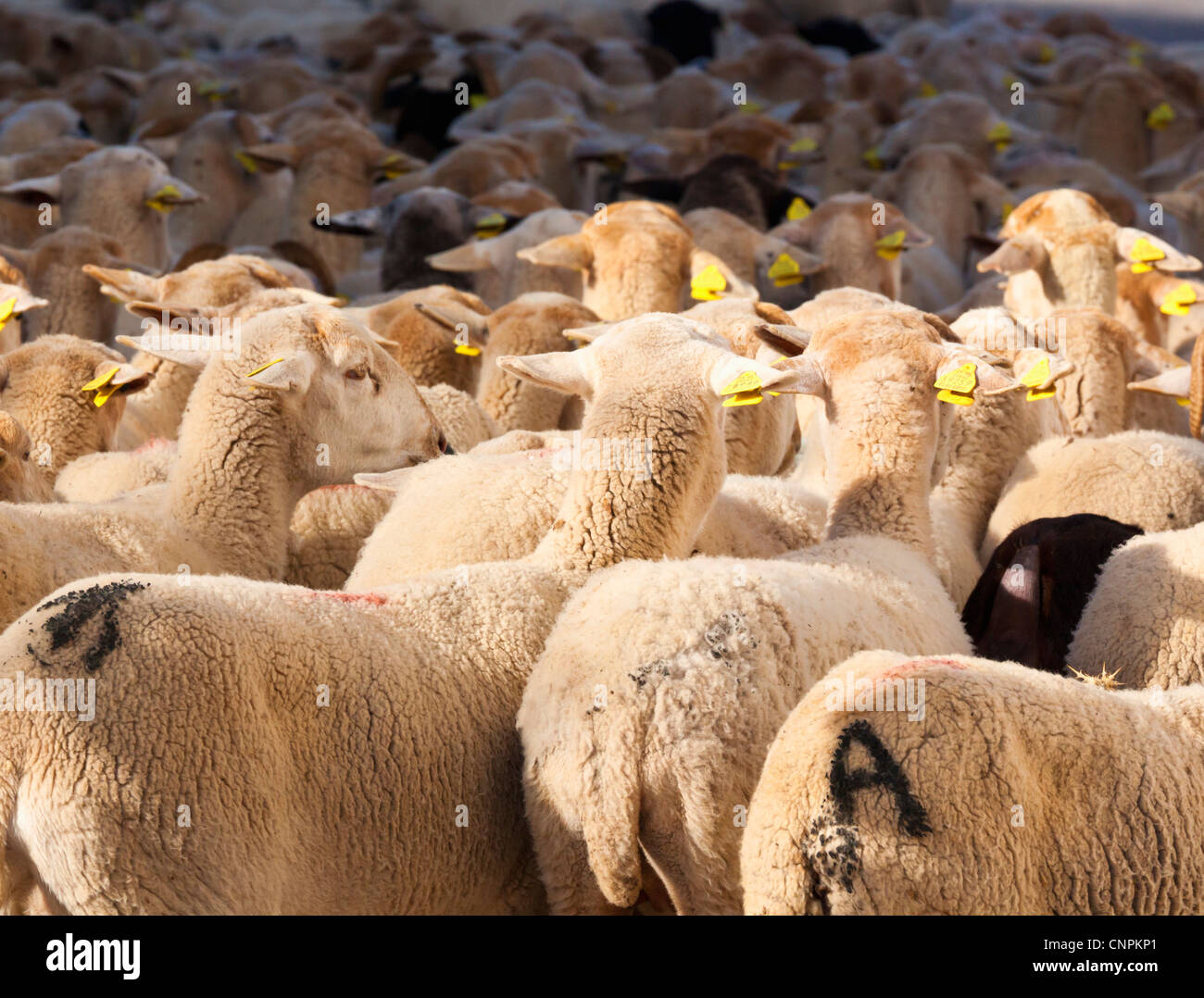 Rebaño de ovejas en Burunchel,provincia de Jaén, del Parque Natural de Cazorla. Foto de stock