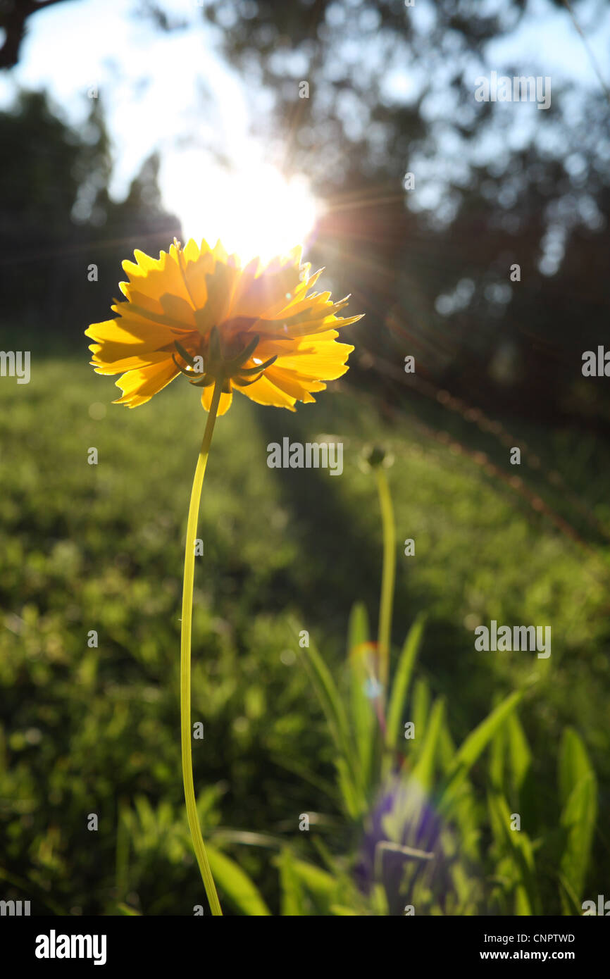Un amarillo caléndula (caléndula) cumple un rayo de la luz de verano de un día caluroso. Foto de stock