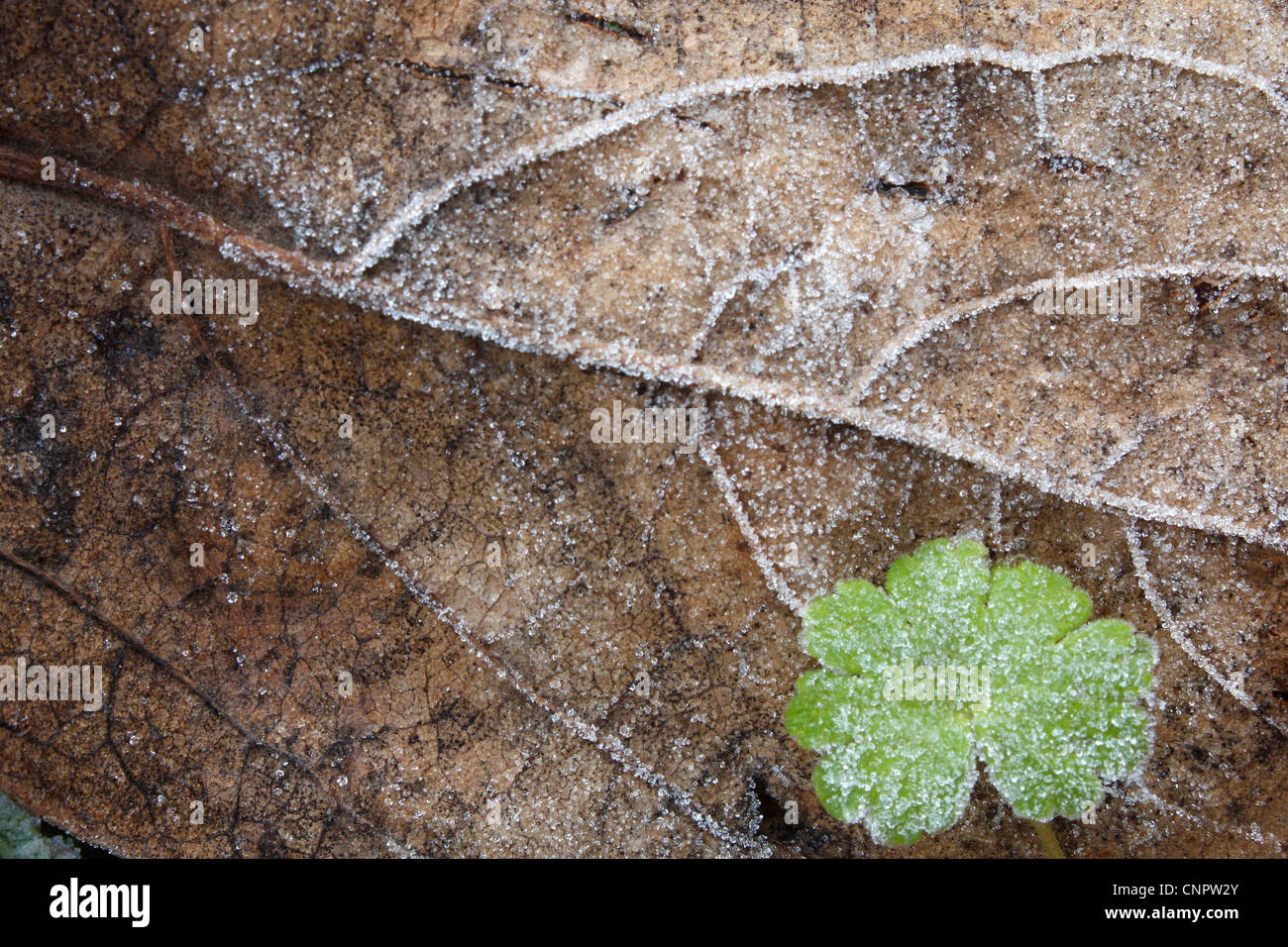 Una composición de una hoja congelada con un trébol (congelados) en el ángulo sudoriental tomadas en un frío día de invierno. Foto de stock