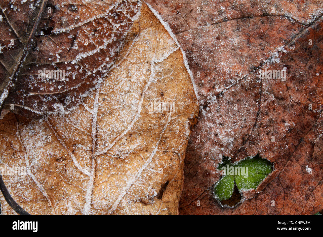 Una composición de hojas congelada con un trébol (congelados) en el ángulo sudoriental tomadas en un frío día de invierno. Foto de stock