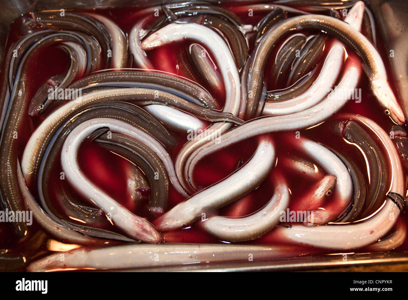 Las anguilas a la venta en el mercado de pescado de Tsukiji de Tokio Foto de stock