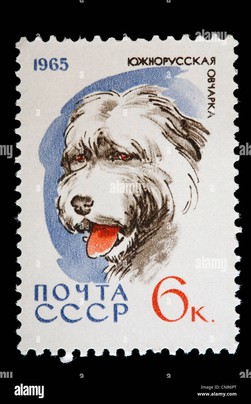 T Responder Seguir Perro pastor del sur de rusia fotografías e imágenes de alta resolución -  Alamy