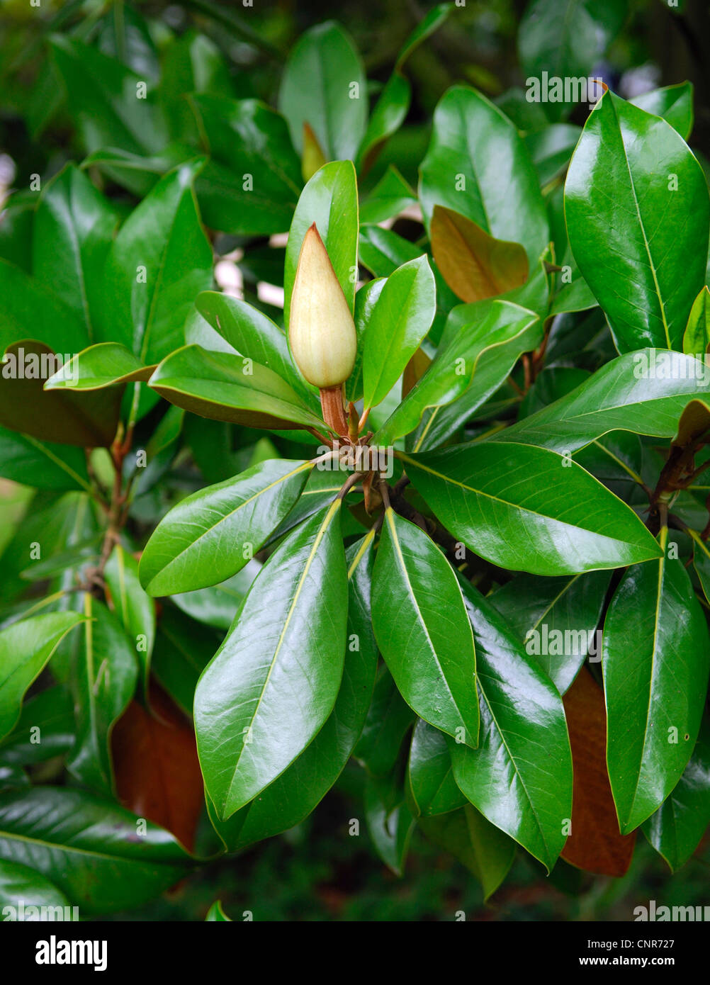 Hojas de magnolia de hoja perenne fotografías e imágenes de alta resolución  - Alamy
