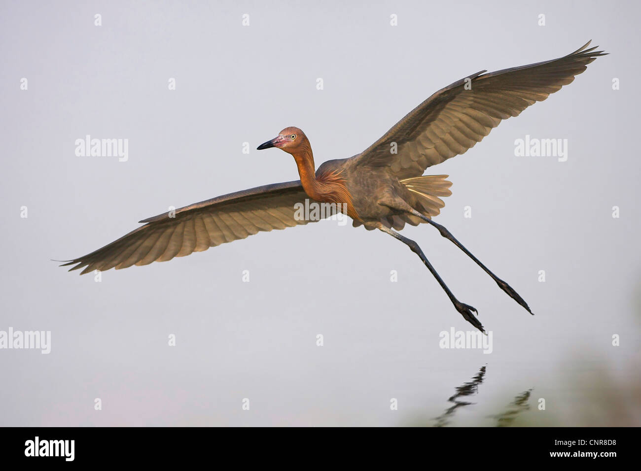 Garza roja (Egretta rufescens), volando, EEUU, Florida Everglades NP Foto de stock