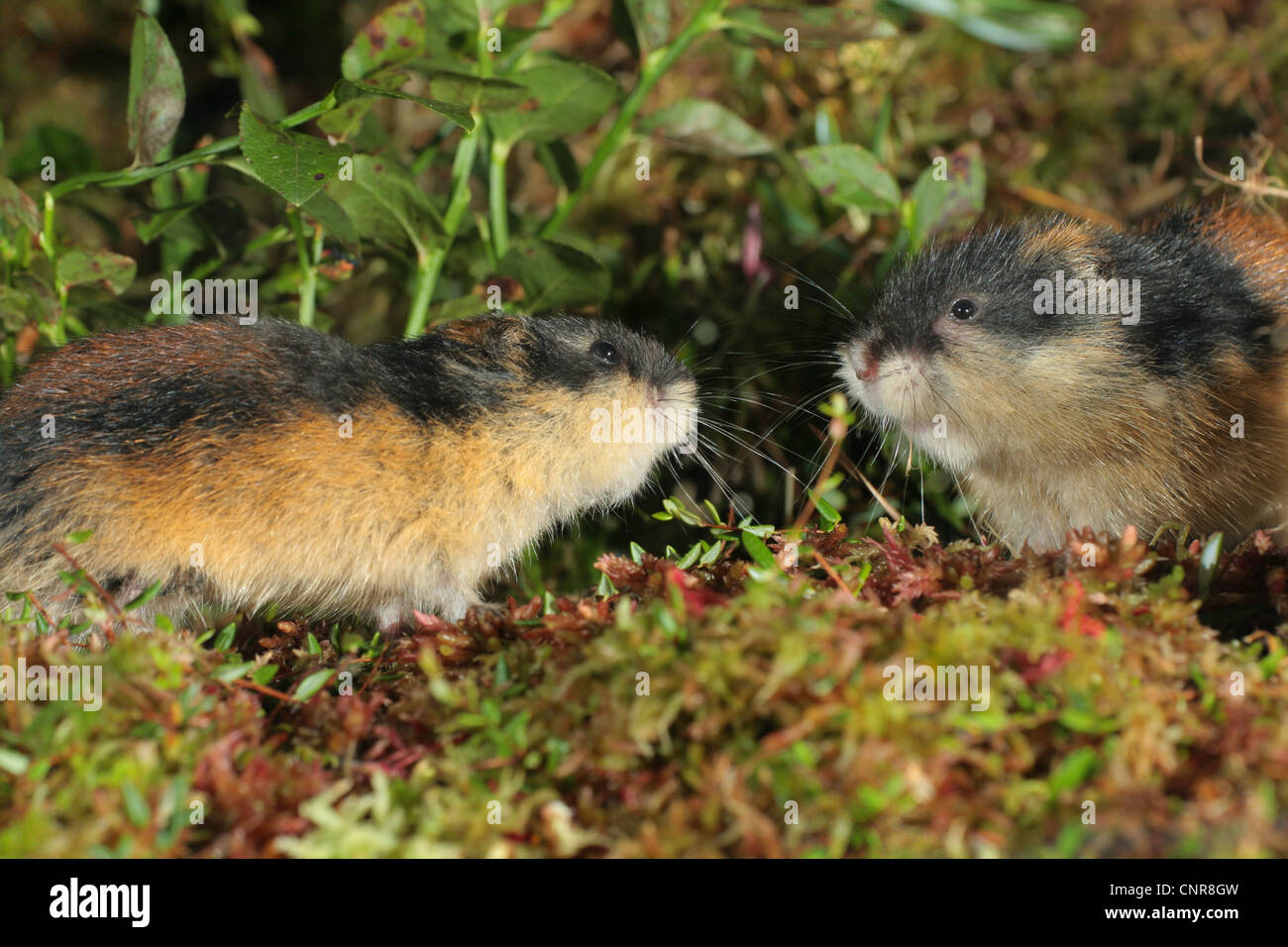 Noruega lemming (Lemmus lemmus), dos individuos olfateando el uno al otro, Noruega Foto de stock