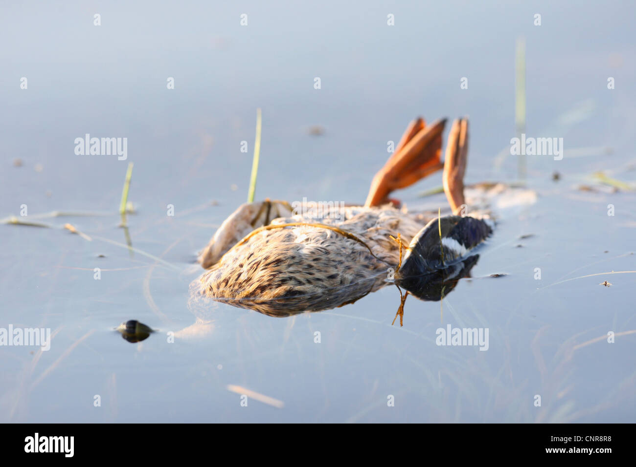 Pato muerto fotografías e imágenes de alta resolución - Alamy