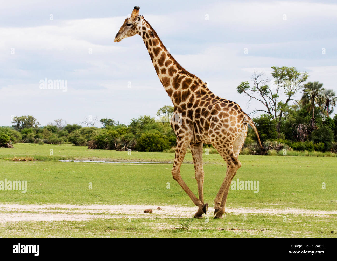 Jirafa (Giraffa camelopardalis), hombres caminando, Namibia, Parque Nacional Mahango Foto de stock
