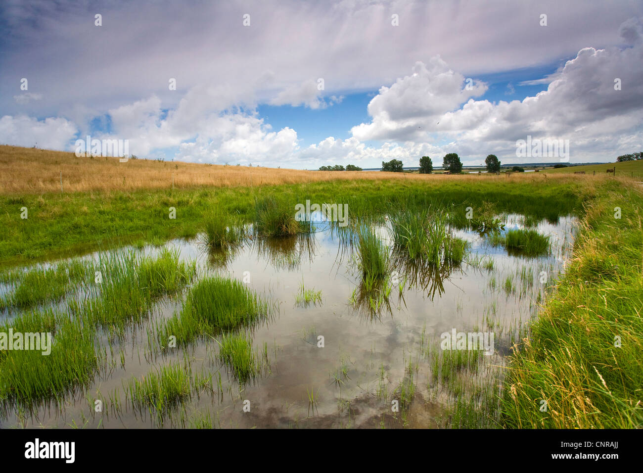 Piscina en Marsh meadow, en Alemania, en el Estado federado de Mecklemburgo-Pomerania Occidental, Hiddensee Foto de stock