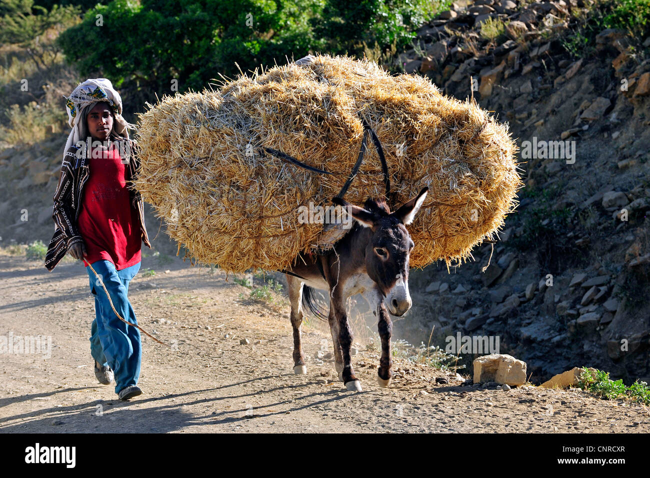 Asno doméstico (Equus asinus asinus. f), transporte de grano, Etiopía Foto de stock