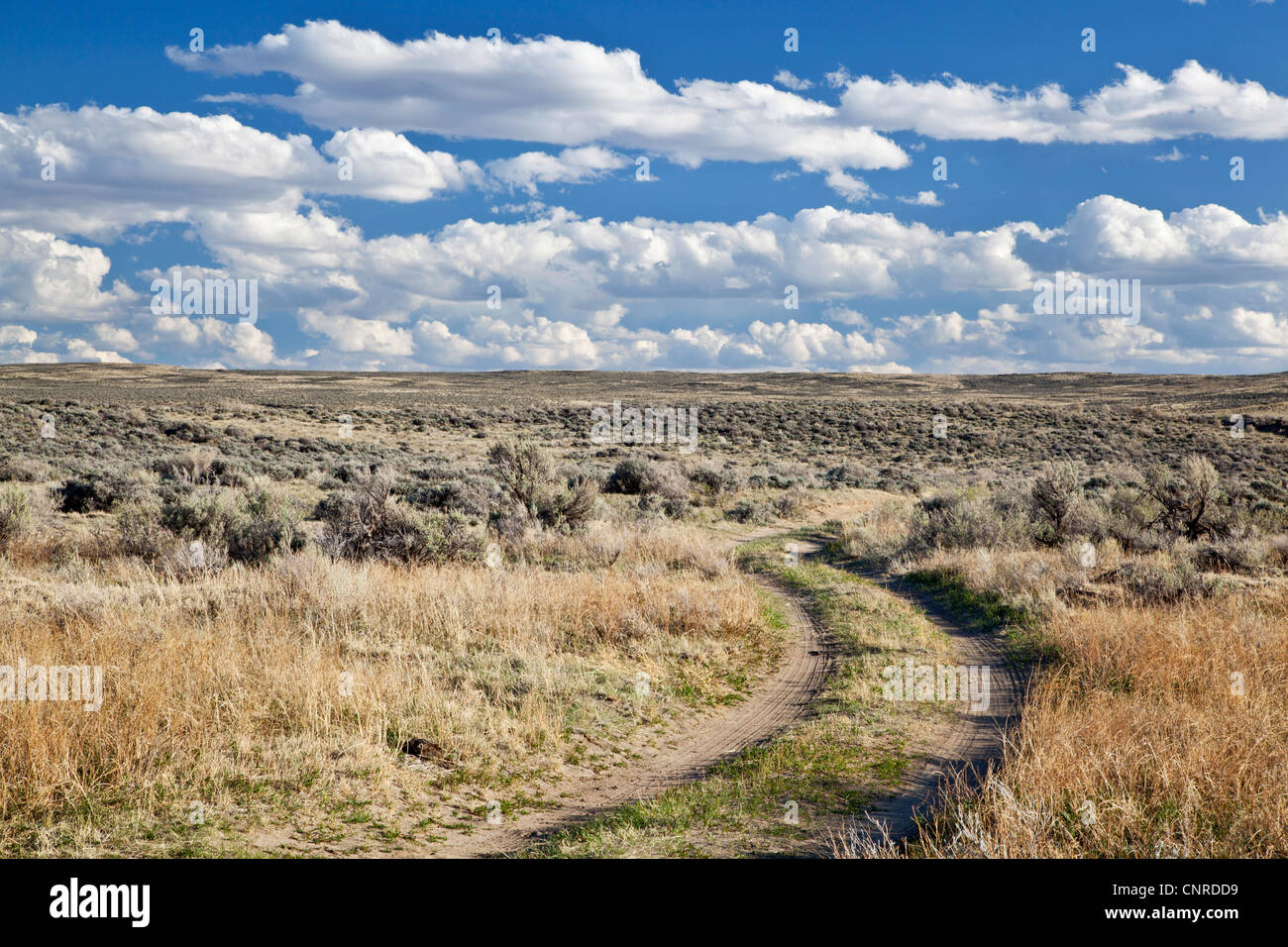 Camino de tierra en artemisa desierto alto norte de Saratoga, Wyoming, a comienzos de la primavera Foto de stock