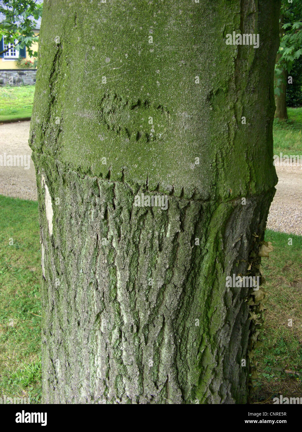 Maná fresnos (Fraxinus ornus), tallo; arraigado en común, ash Fraxinus