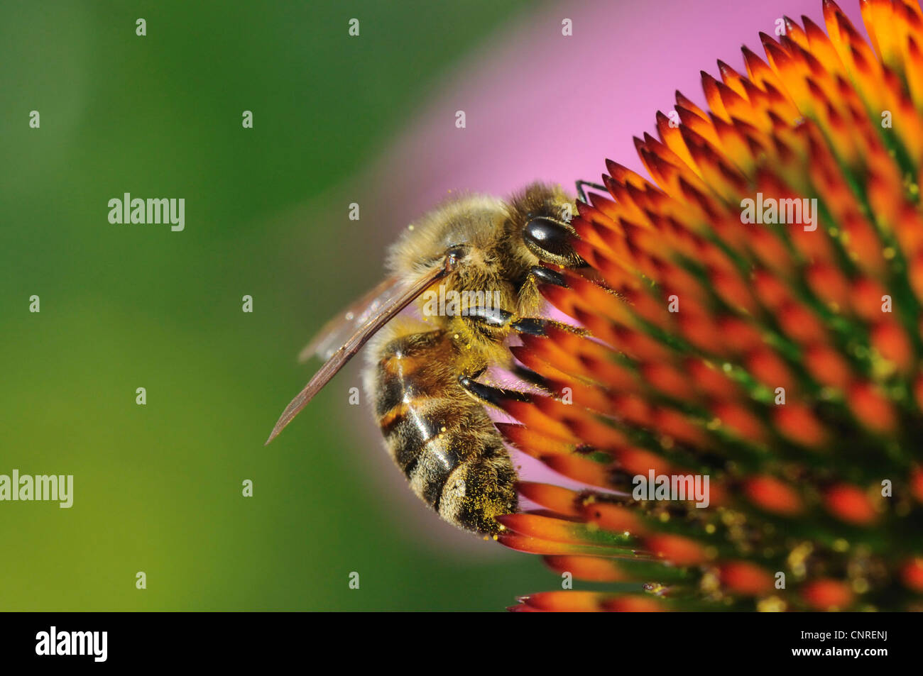 Miel de abeja, colmena de abejas (Apis mellifera mellifera), el cochinillo en la equinácea Foto de stock