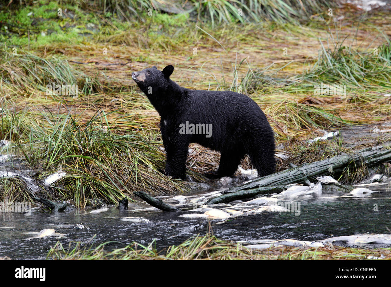 Oso negro americano (Ursus americanus), en la orilla del río de salmones muertos, EE.UU., Alaska Foto de stock