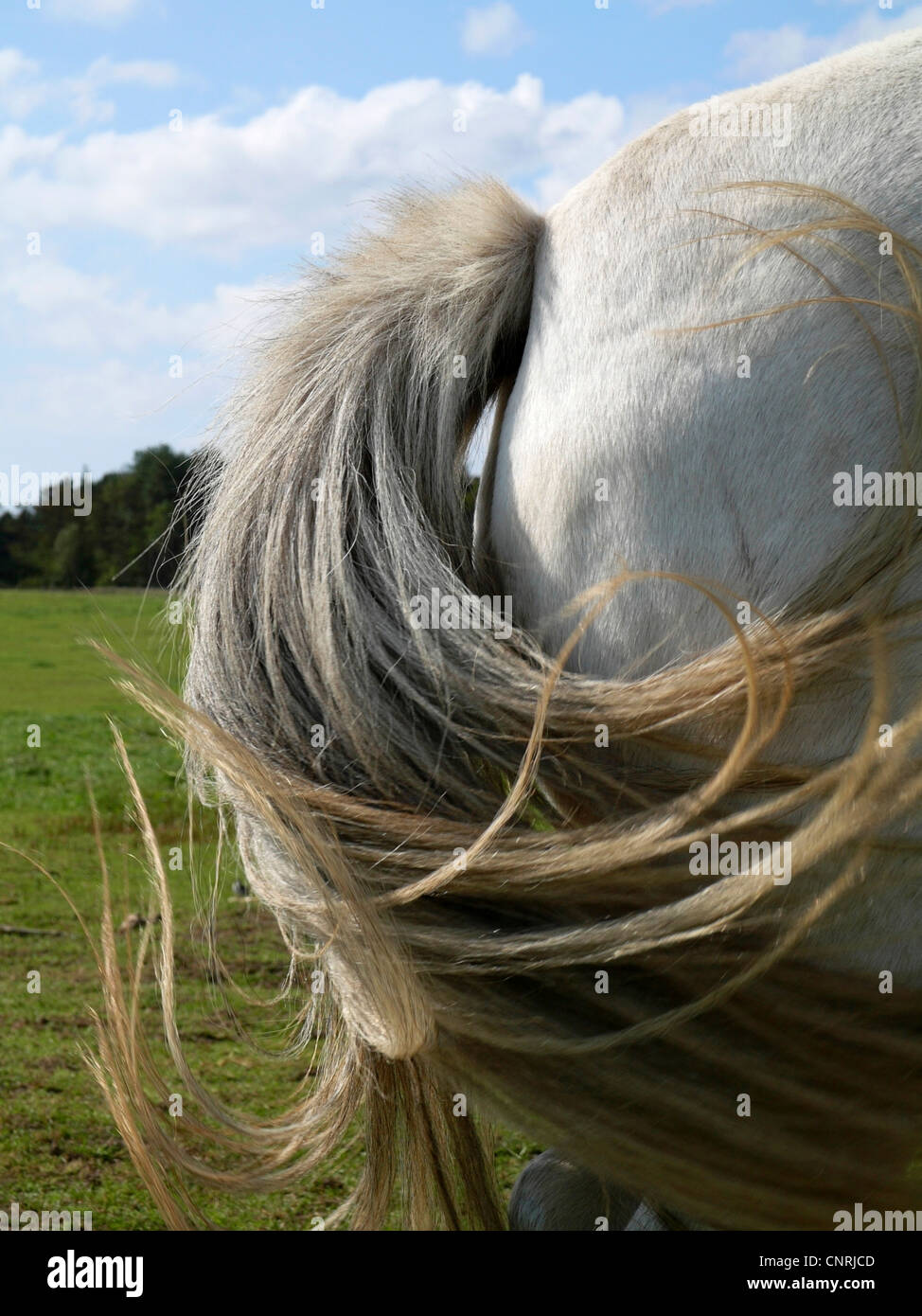 Macro foto de una cola de caballo, Alemania, Schleswig-Holstein, Amrum, Norddorf Foto de stock