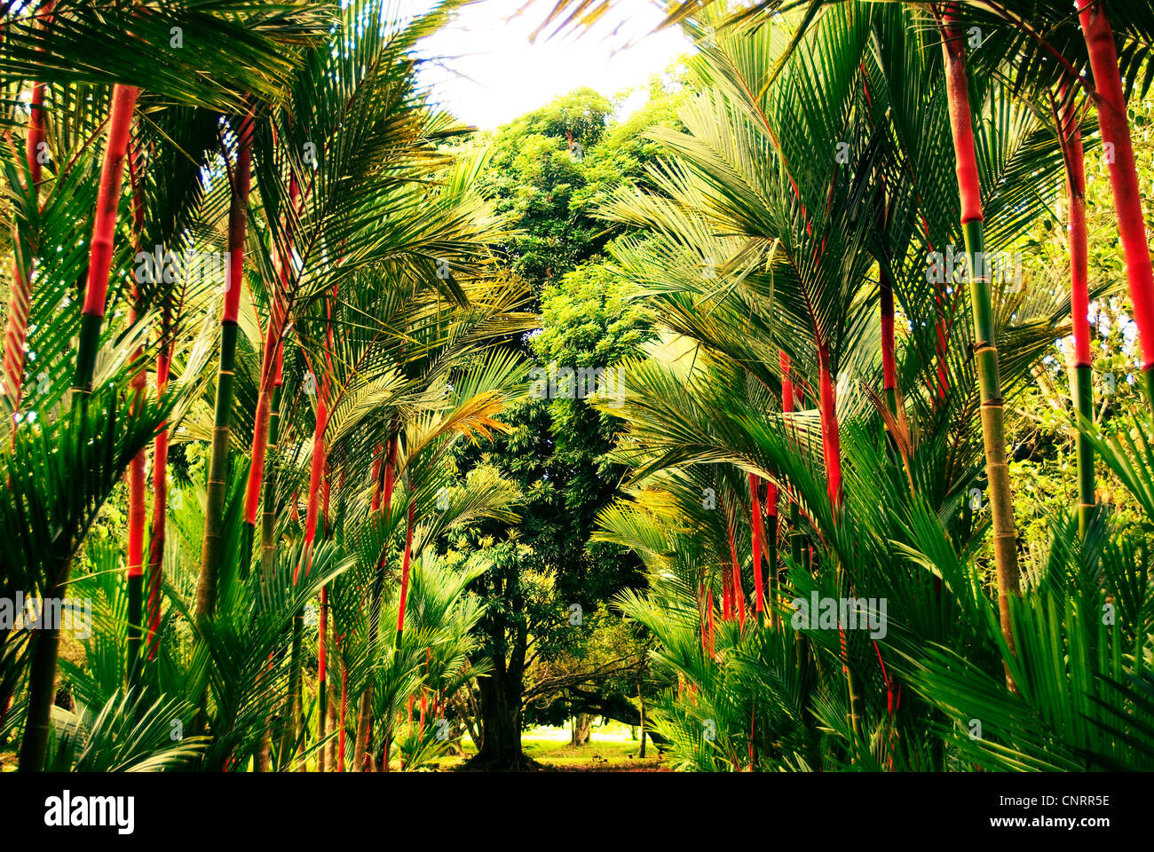 Jardín Botánico Lancetilla cerca de Tela, Honduras. Foto de stock