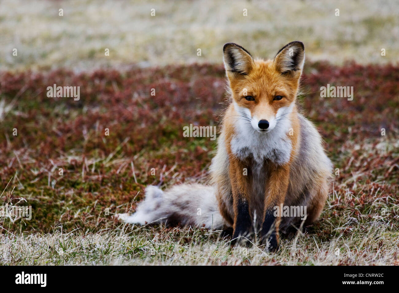 El zorro rojo (Vulpes vulpes), hembra cambia el abrigo de piel de invierno a verano, fur, Noruega, la Península de Varanger Foto de stock