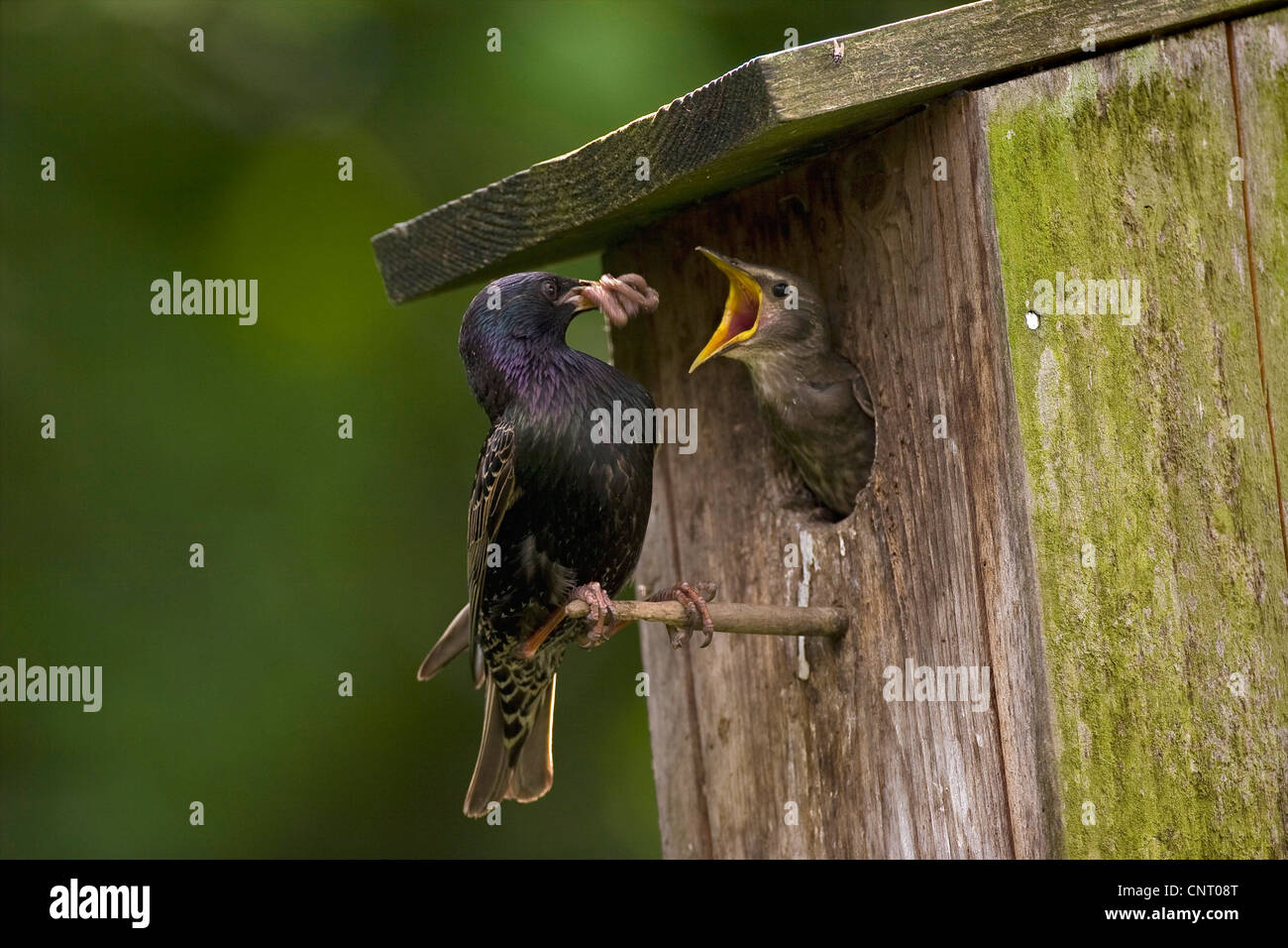 Estornino Pinto (Sturnus vulgaris), en la caja del nido, alimenta la mendicidad chick, Alemania Foto de stock