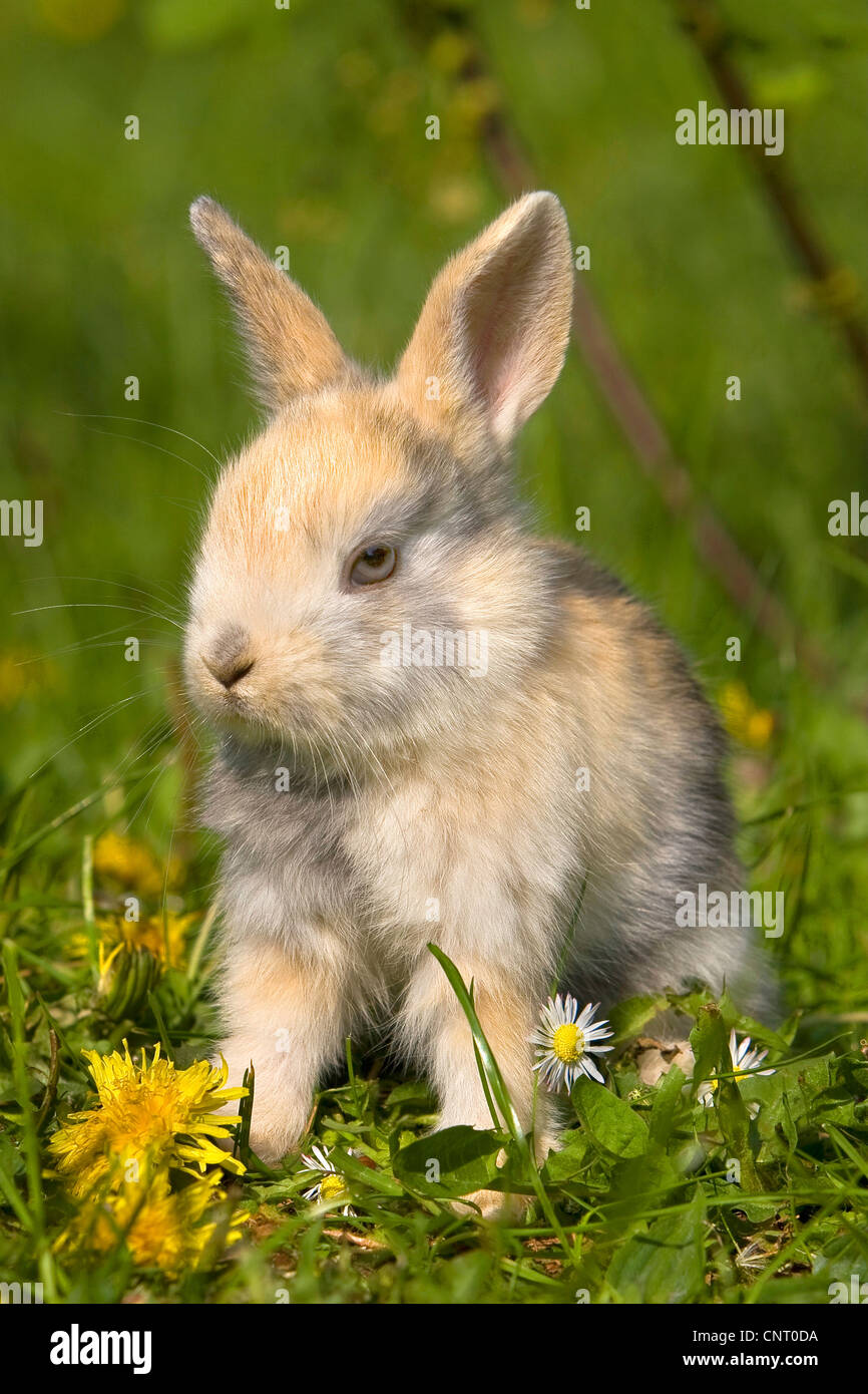 Conejo enano (Oryctolagus cuniculus f. domestica), en medio de un prado con césped y jaramago daisy en primavera, Alemania Foto de stock