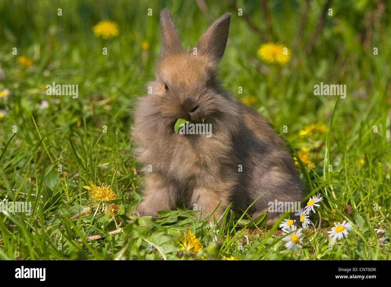 Conejo enano (Oryctolagus cuniculus f. domestica), alimentándose de diente de león en medio de un prado en primavera, Alemania Foto de stock