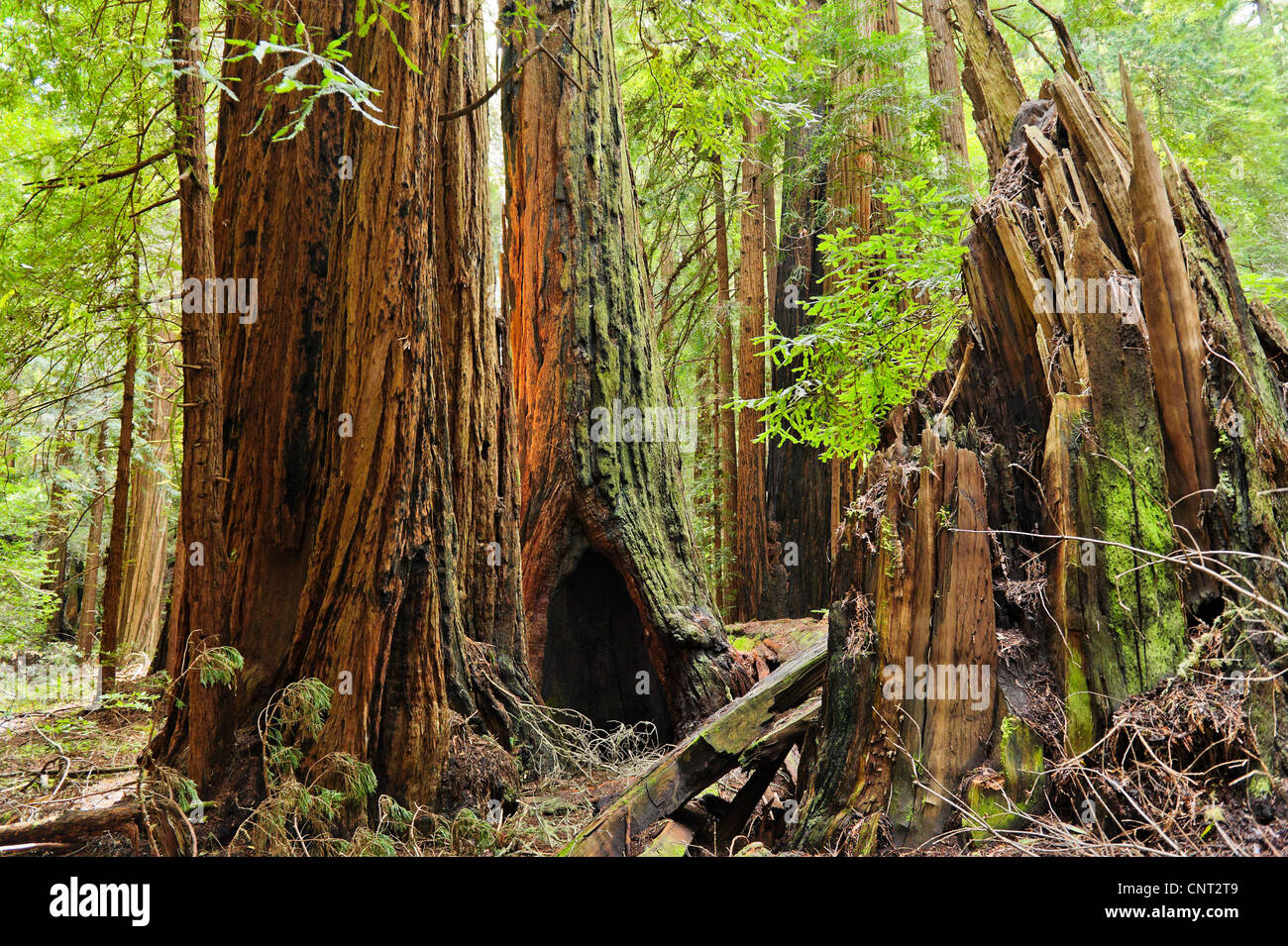 Cuevas de fuego en los troncos de los árboles secoyas gigantes antiguos aka Secoyas de California o Costa Redwoods Sequoia sempervirens Muir Woods CA Foto de stock