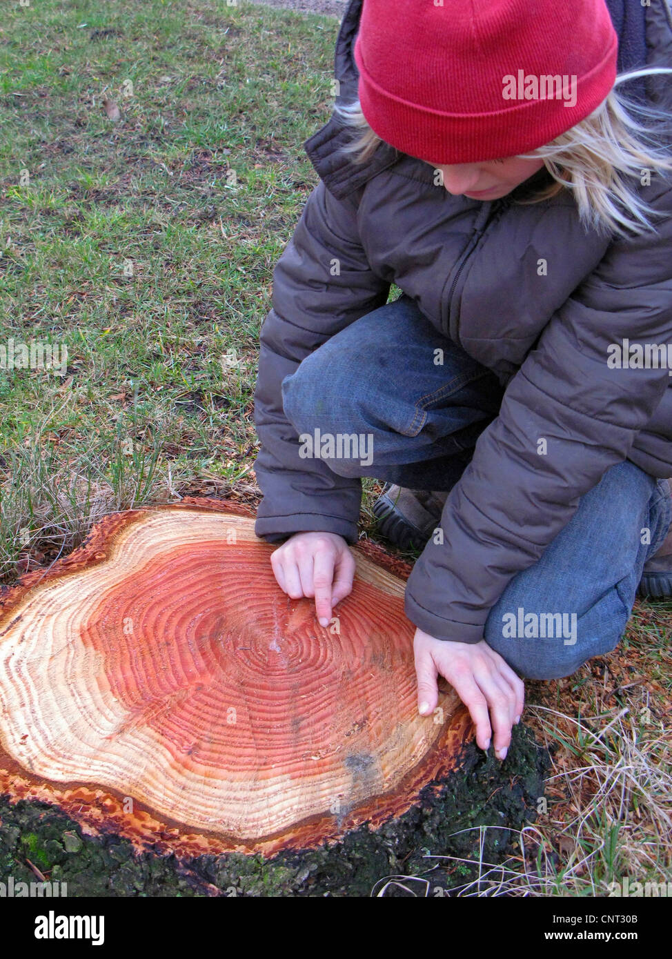 El abeto de Douglas (Pseudotsuga menziesii), árbol snag con claramente visibles los anillos anuales, los niños contando la edad del árbol Foto de stock