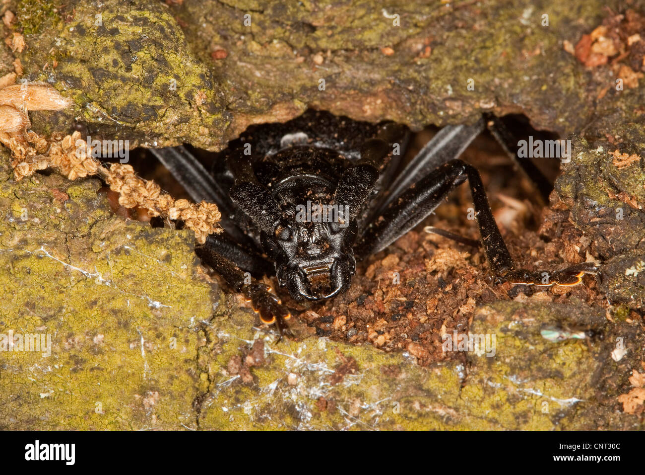 Gran escarabajo capricornio (Cerambyx, roble Cerambyx cerdo), macho en busca de la pequeña cueva en corteza de roble Foto de stock
