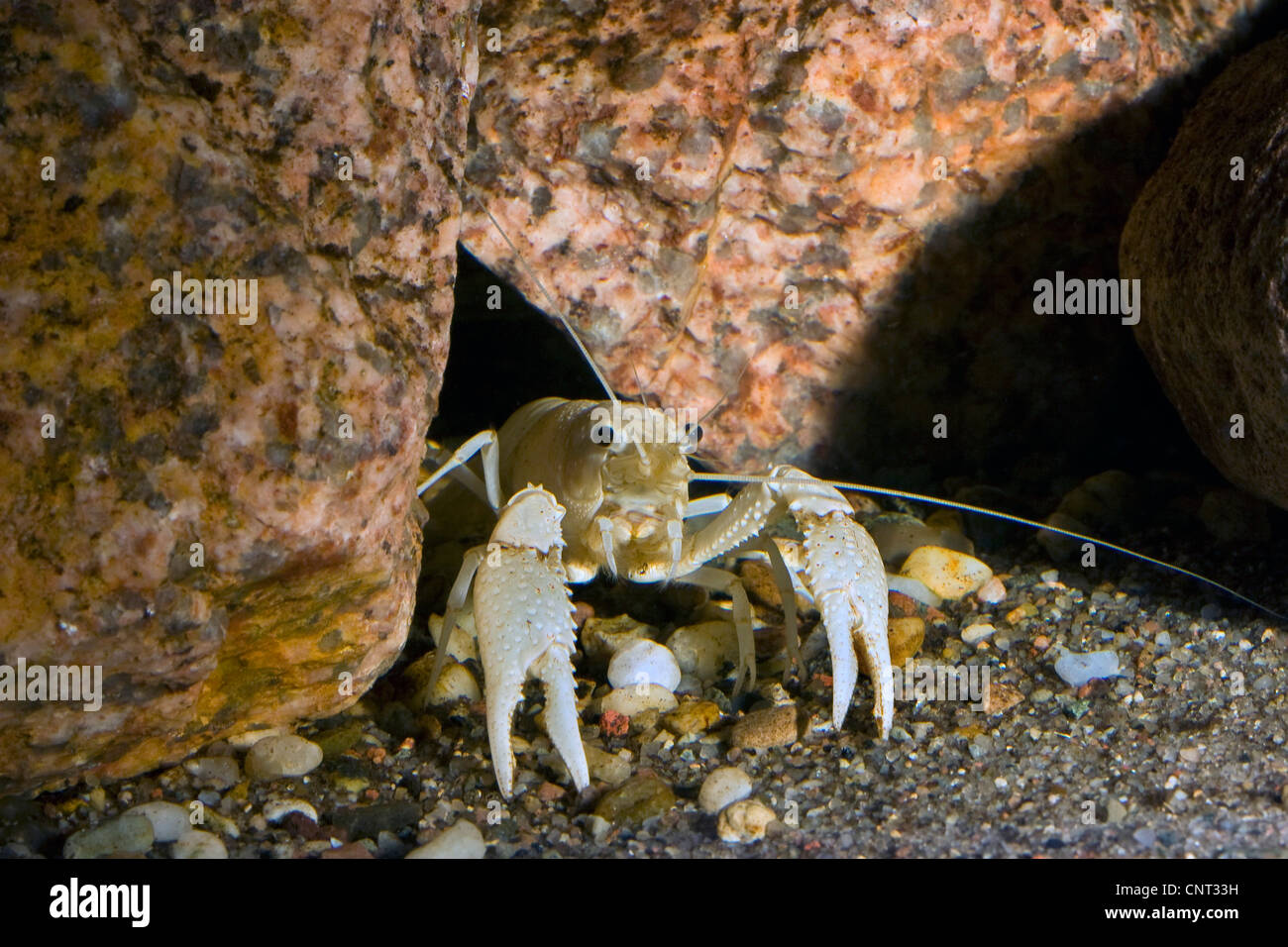 Rodríguez' (cangrejo de río Procambarus rodriguezi, Austrocambarus rodriguezi), sentada en la entrada de su cueva Foto de stock