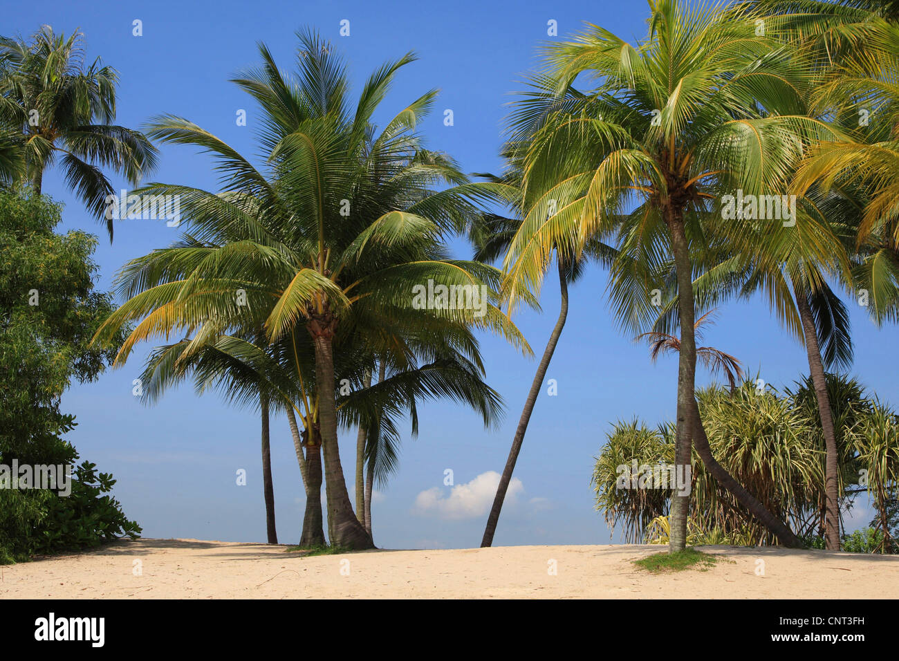 Palma de coco (Cocos nucifera), palmeras en la playa, Singapur Foto de stock