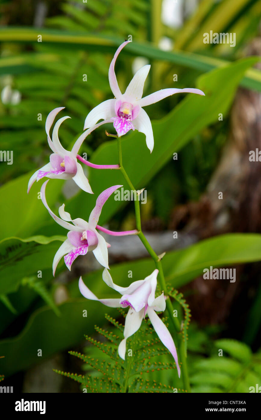 Leptotes leptotes bicolor fotografías e imágenes de alta resolución - Alamy
