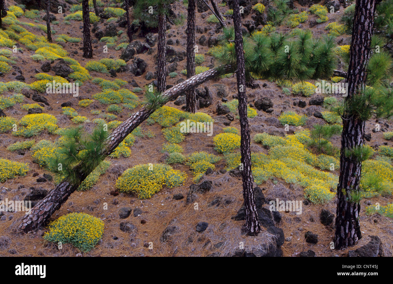El pino canario (Pinus canariensis), pino con Lotus campylocladus en las montañas de Tenerife, Islas Canarias, Tenerife Foto de stock