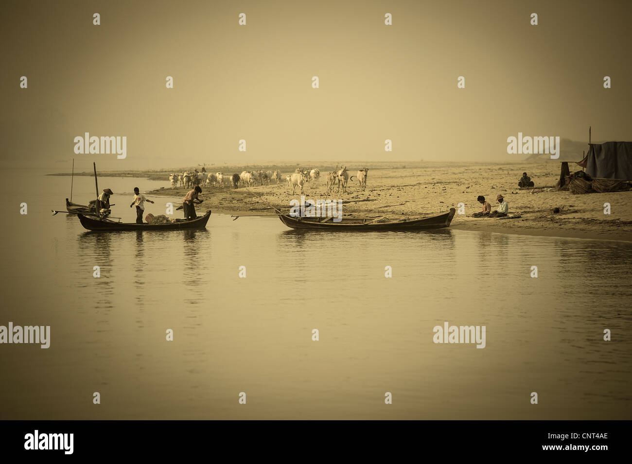 Cuidando el ganado en el río Irrawady cerca de Sagaing, Myanmar Foto de stock