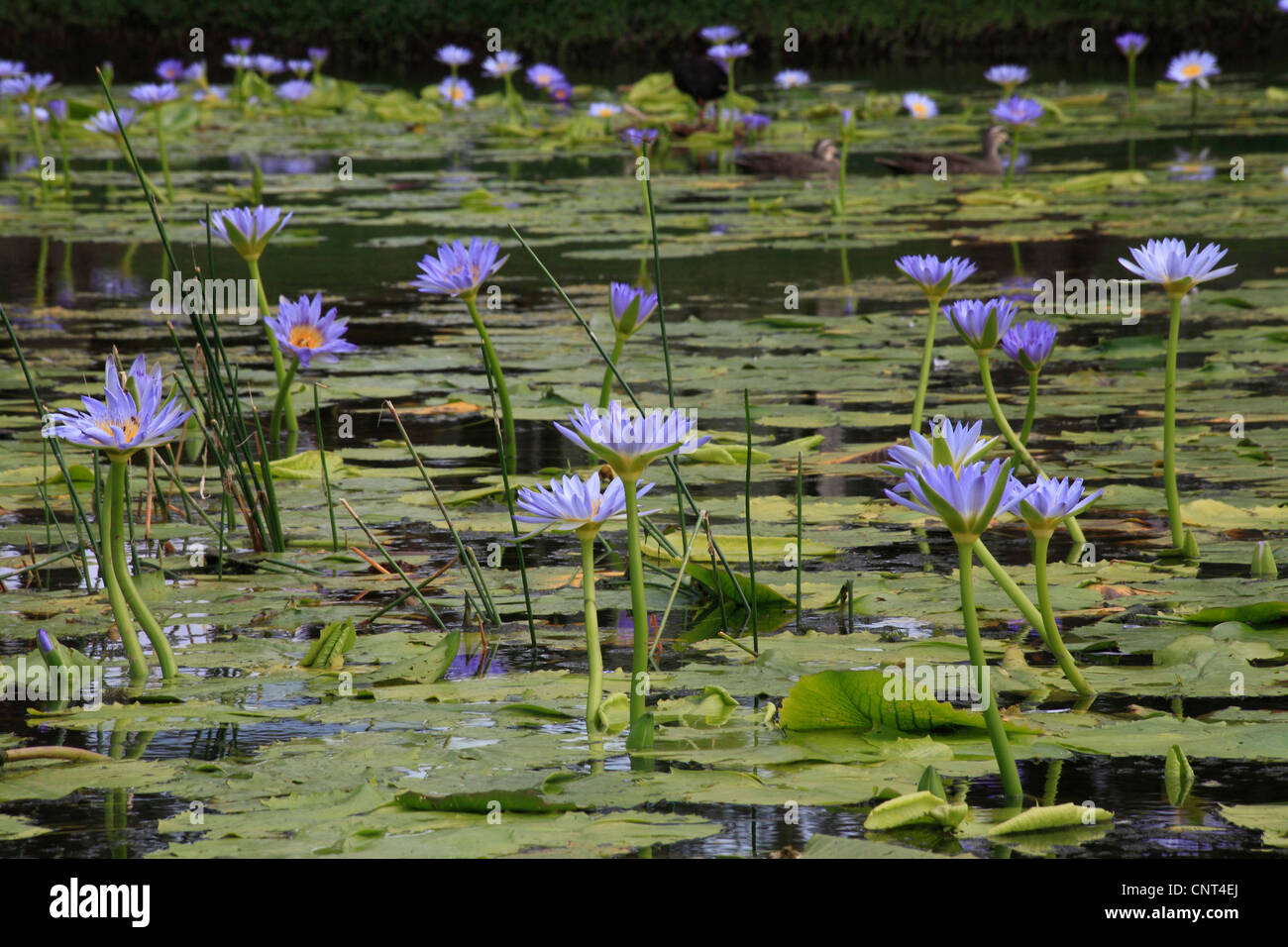 Lado varias plantas con flores fotografías e imágenes de alta resolución Página 2 Alamy