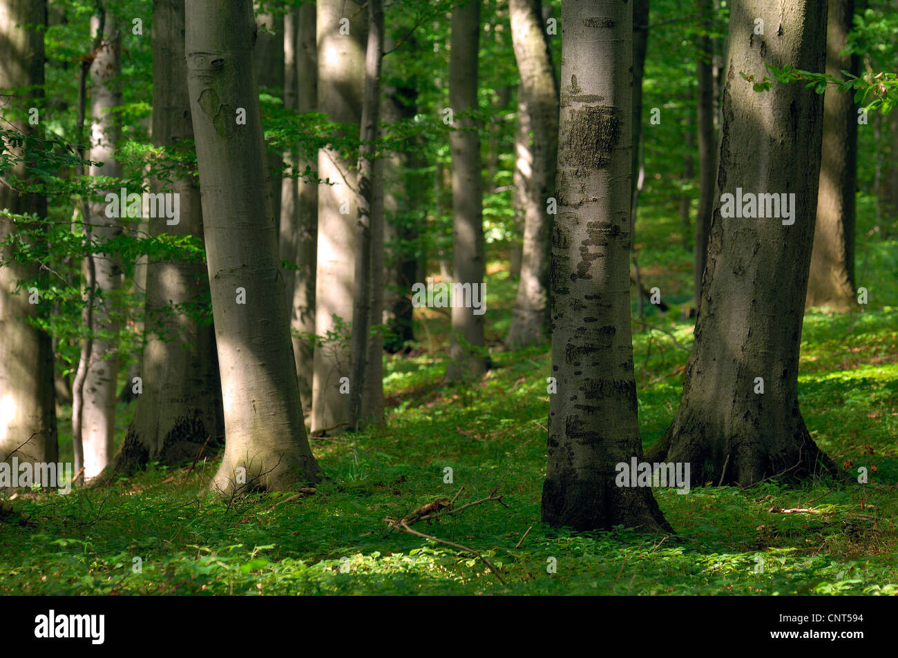 Comunes De haya (Fagus sylvatica), bosque de hayas con incidencia de luz difusa en el verano, Alemania, Turingia, parque nacional Hainich Foto de stock