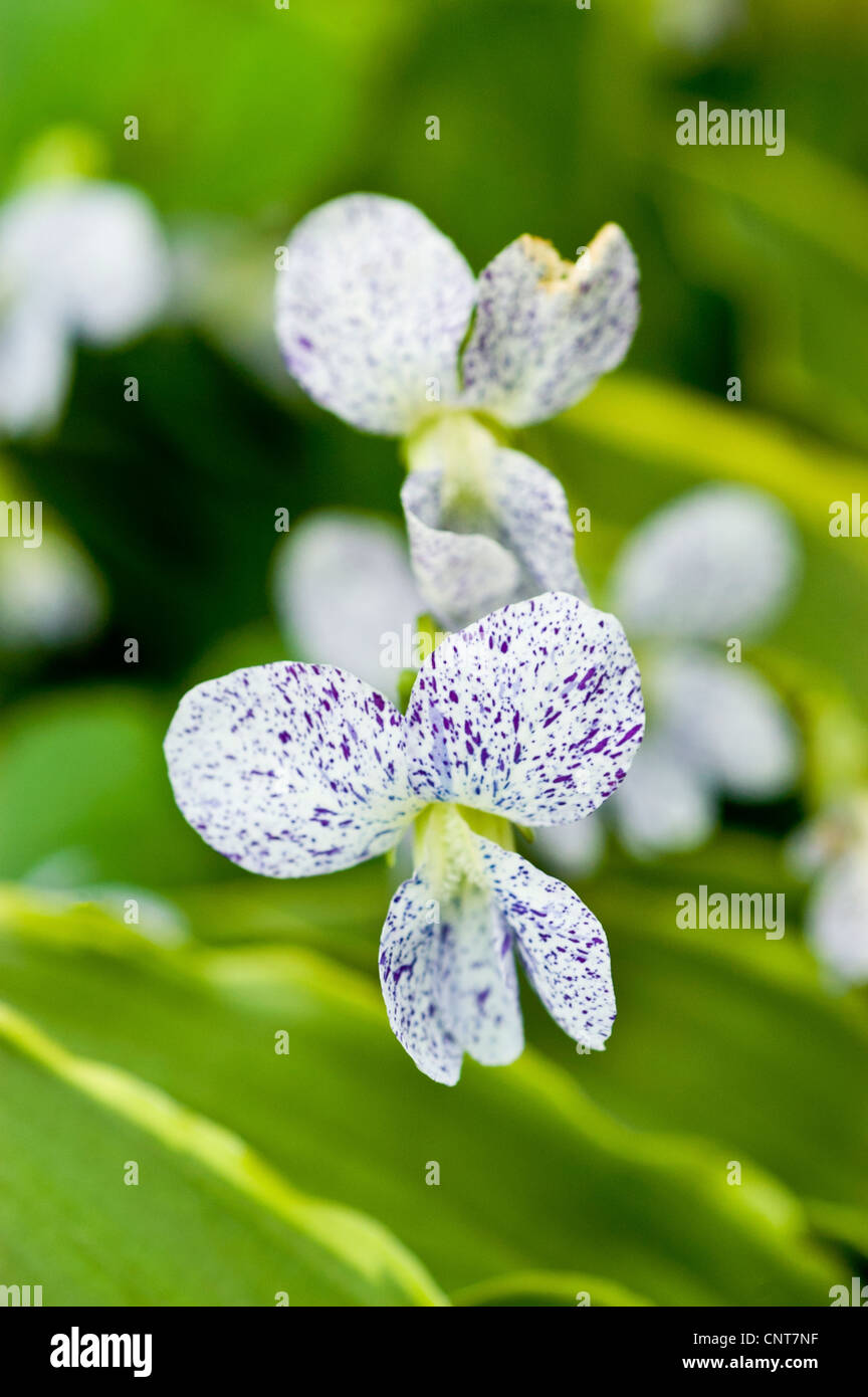 Blanca flor violeta tonos ligeramente, salpicada de puntos púrpura, viola  Fotografía de stock - Alamy