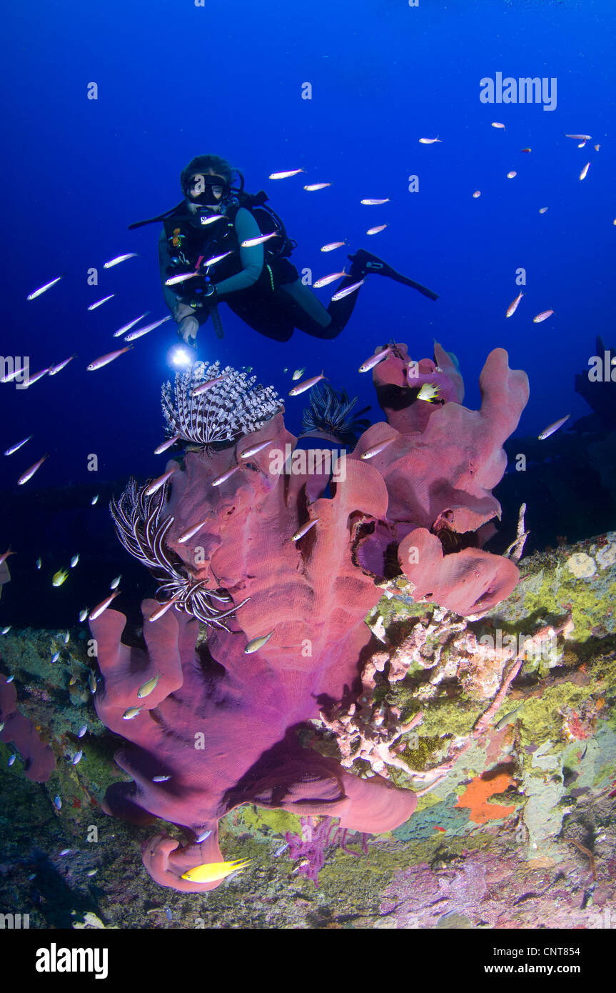 Esponja oreja de elefante (Ianthella basta), rosa variedad adjunta a un  naufragio, con diver onlooking con linterna, Islas Salomón Fotografía de  stock - Alamy