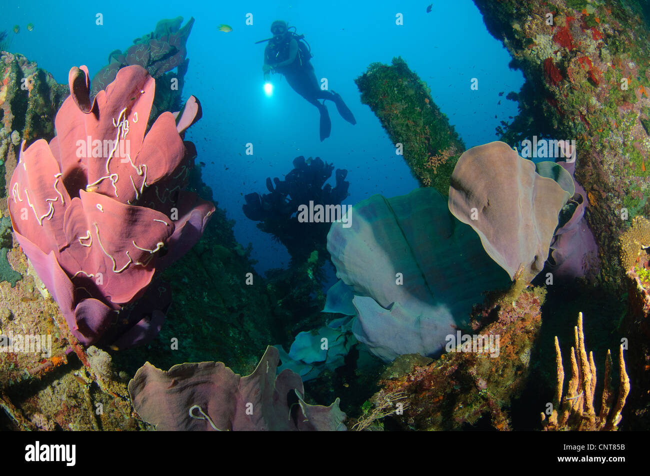 Esponja oreja de elefante (Ianthella basta), rosa variedad adjunta a un  naufragio, con diver onlooking con linterna, Islas Salomón Fotografía de  stock - Alamy