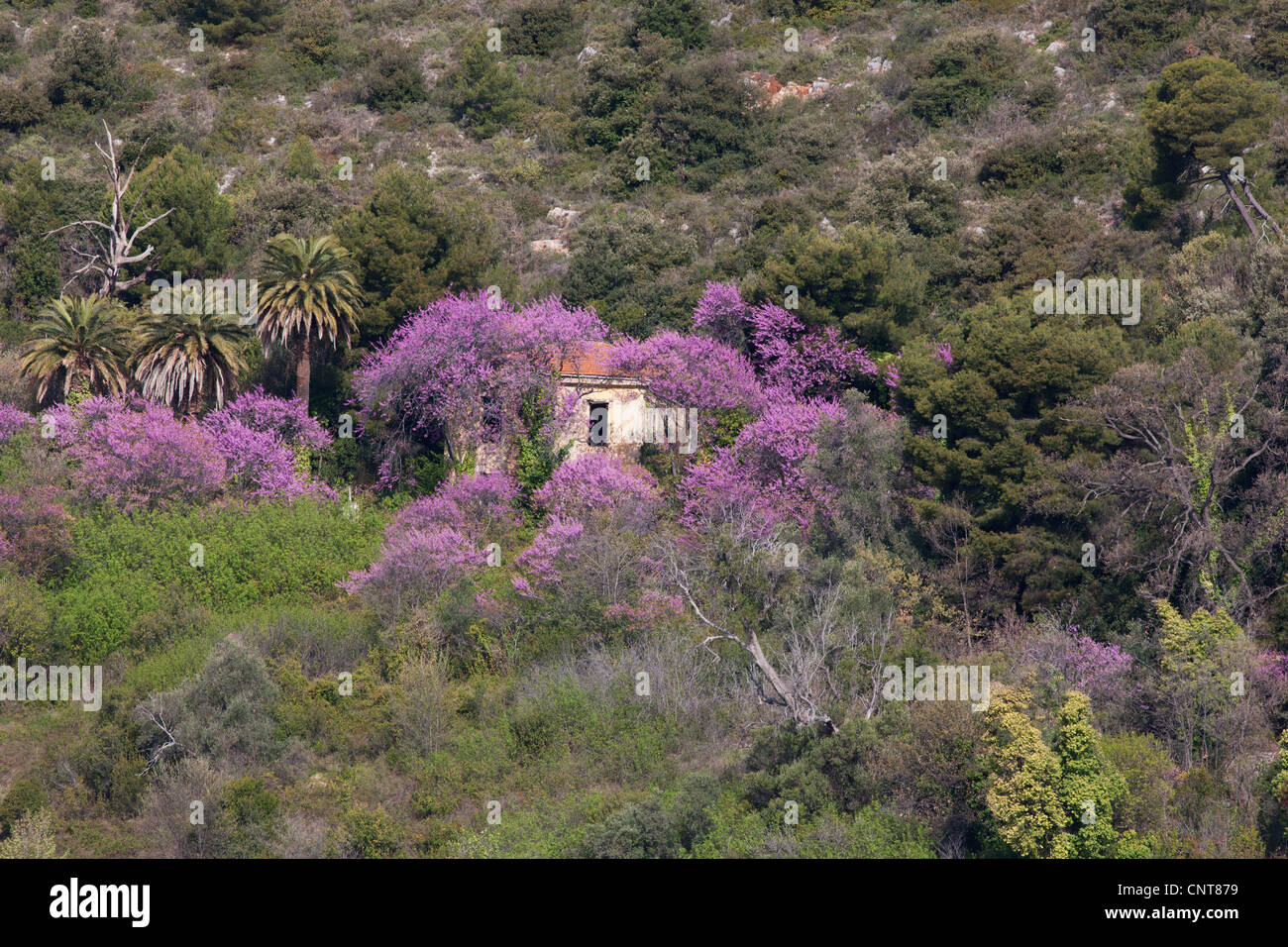 Casa abandonada en un bosque de árboles en flor. Villefranche-sur-Mer, Riviera Francesa, Francia. Foto de stock