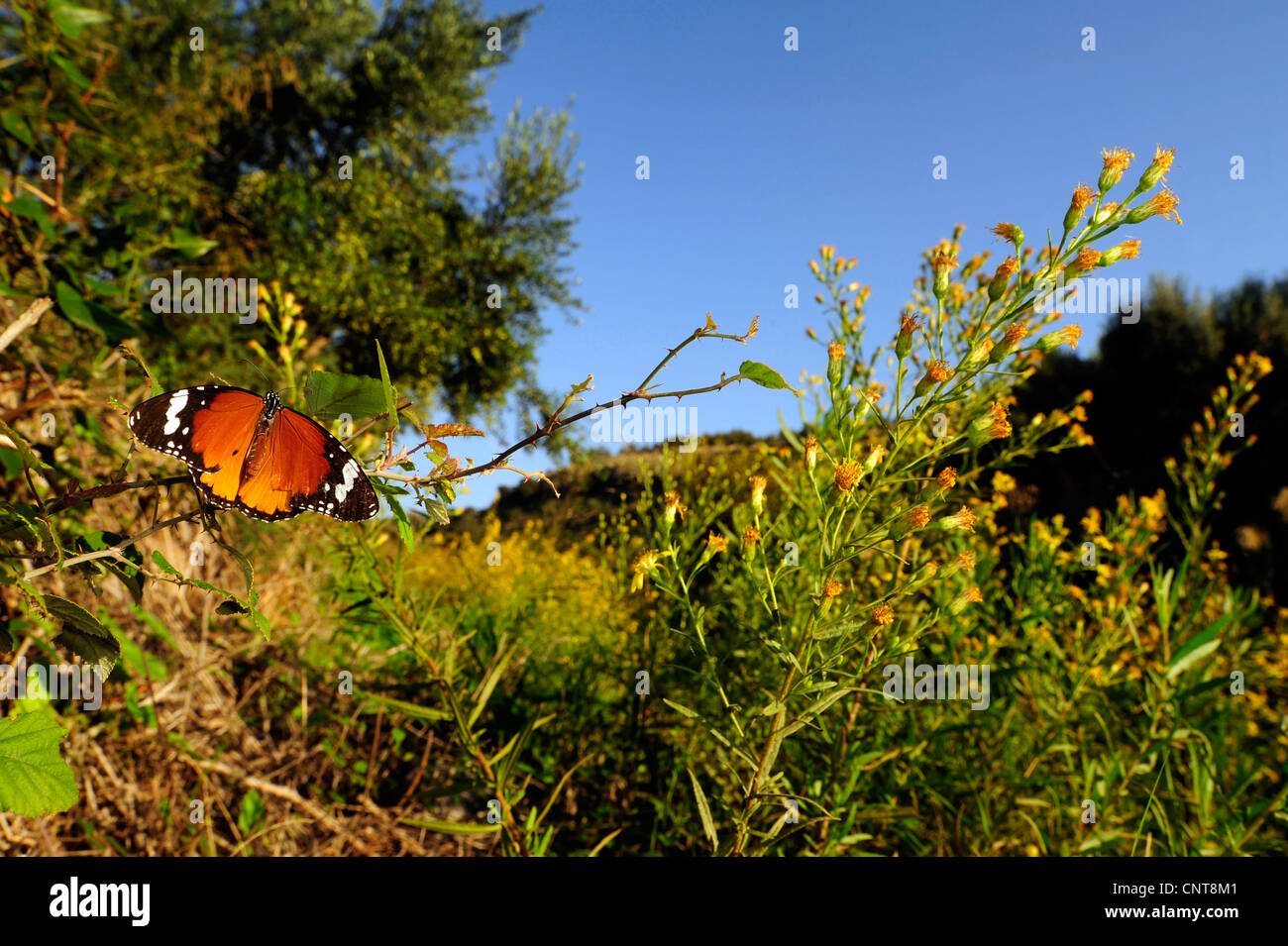 Tigre normal, African monarca (Danaus chrysippus, Anosia chrysippus), sentada sobre una ramita, Grecia, Peloponnes, Mani Foto de stock